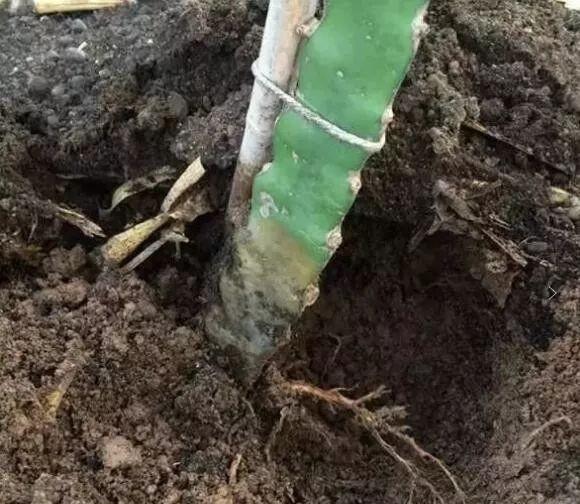 施药|用这些杀虫剂要格外注意