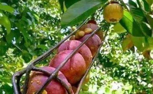 道理|山竹为啥卖那么贵看了它的采摘过程,才知道贵有贵的道理