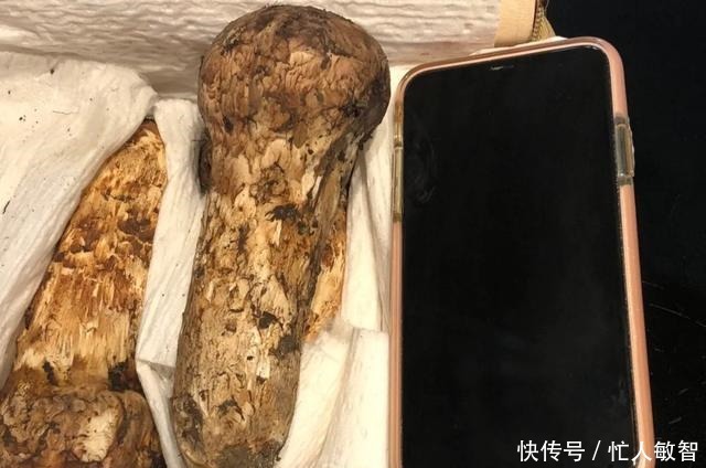 超过|这才是香格里拉松茸之王,每根都超过17厘米,黄油香煎太完美了