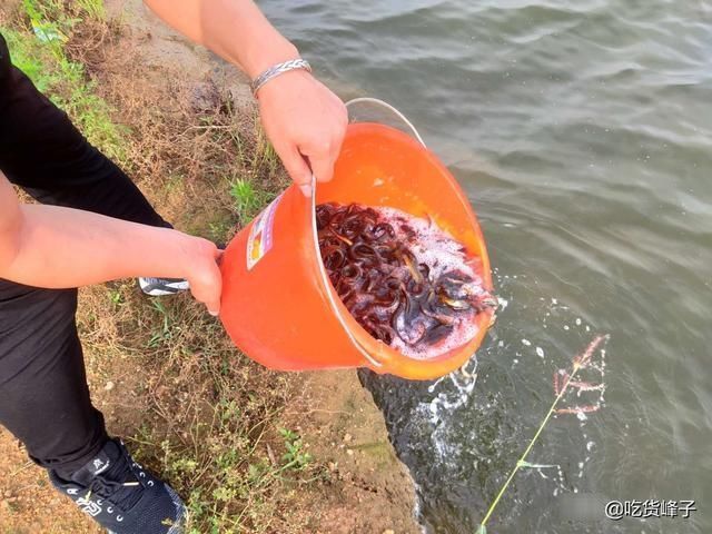 沦为|人称“水中人参”,怎么做都好吃,乡下人都吃过,可惜沦为放生鱼