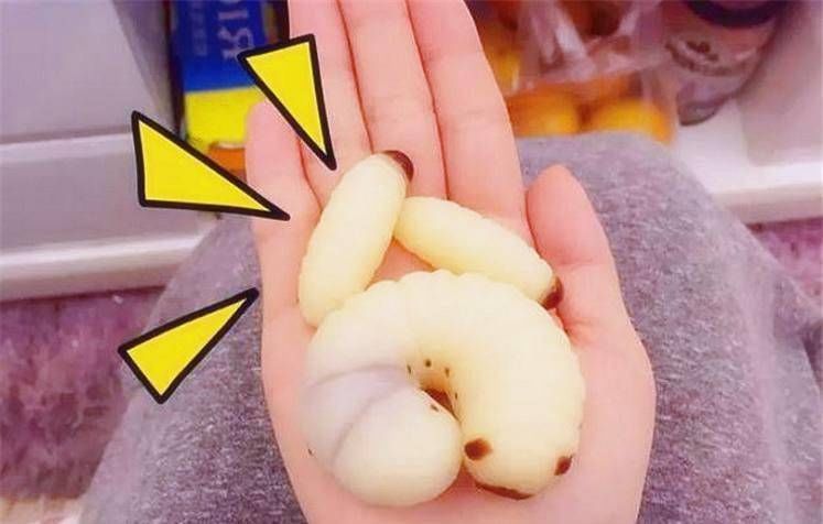 虫子|零食界最奇葩的4种美食,第一种网红最爱,最后两种好恶心啊