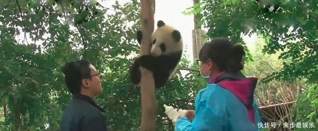 乖乖|国宝淘气爬上树玩耍,为了让它乖乖下来,饲养员们也是操碎了心