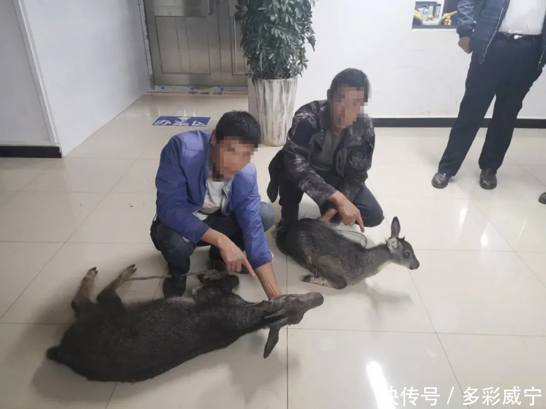 宁海|山中布网抓岩羊 威宁海拉四名男子把自己给“捕”了