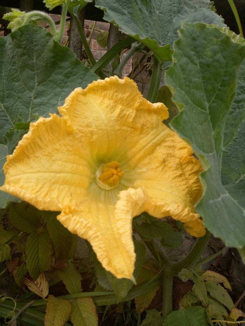  常见|农村常见的花，摘下来还能做菜吃，味道比鸡肉还鲜美