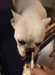 GIF|搞笑GIF：这是个王者