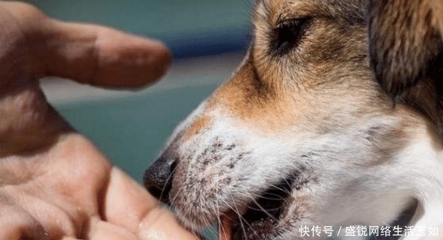  狗狗|原来狗狗舔主人的手，是在告诉你这几件事，看完恍然大悟