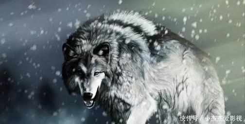 内脏|为什么有人说野外遇狼带上一包盐就可以救自己?