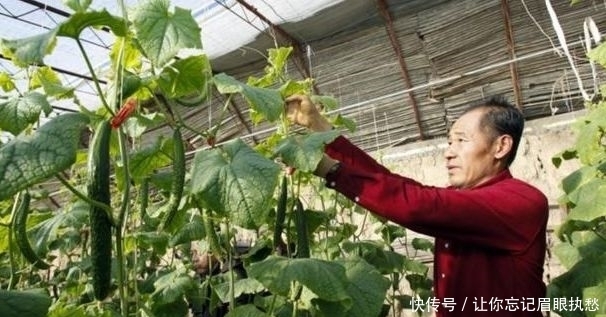 二氧化碳|黄瓜保护地种植,该如何增施“二氧化碳”?惠农为您解答