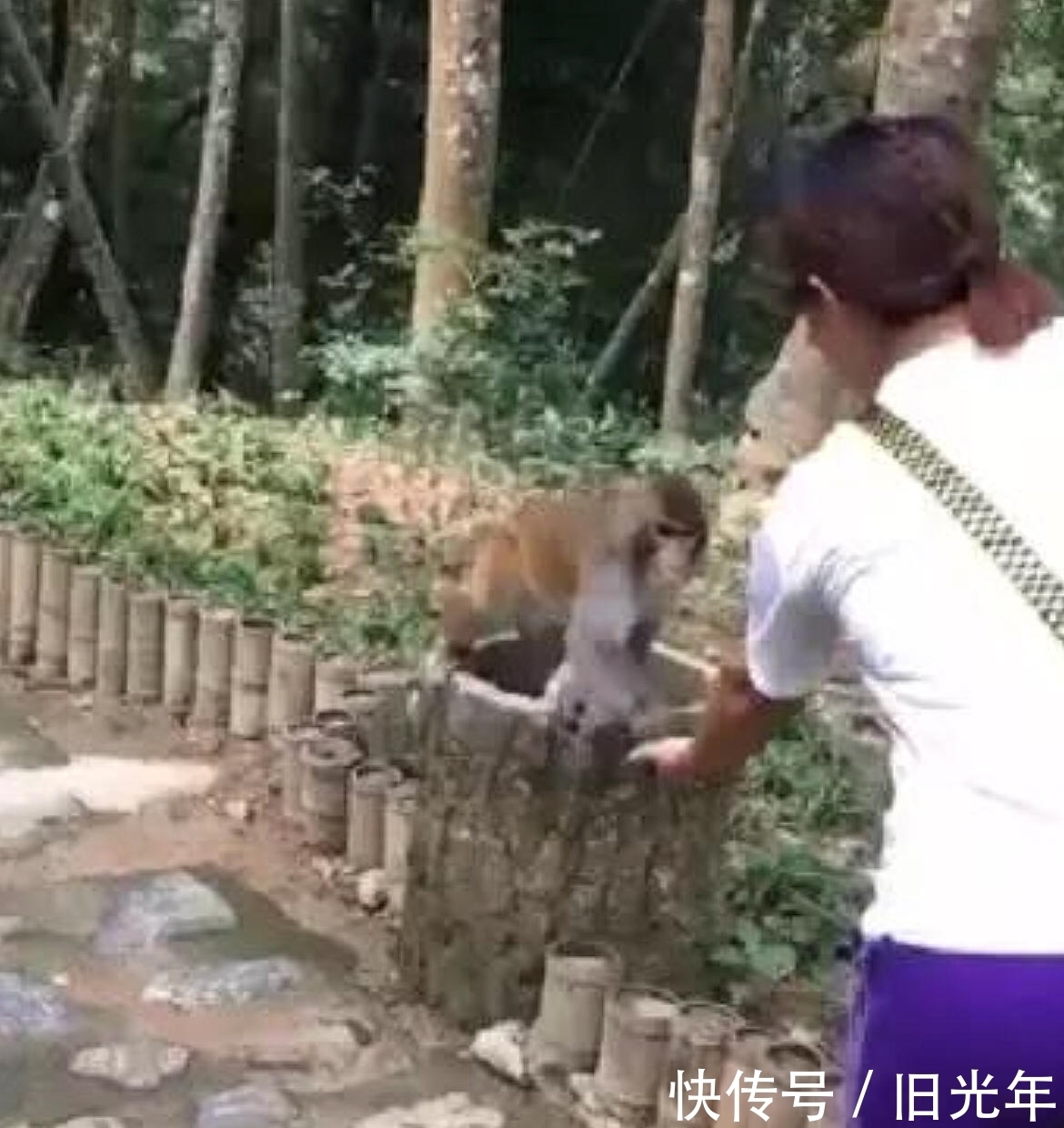 美女|美女使坏给猴子吃榴莲，猴子的动作亮了