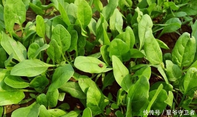 还要|在家种个菜都这么美,还要什么花园?