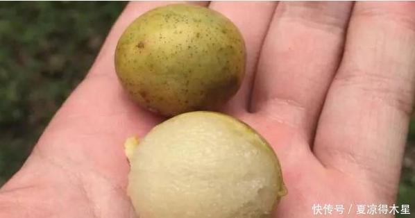 城市里|这种野果一熟树下全是人,但掉地上就不要吃了,知道这是什么吗