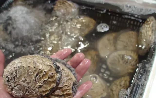 海鲜|世界上65种珍奇海鲜,贝爷都不敢说全部吃过,你吃过几种