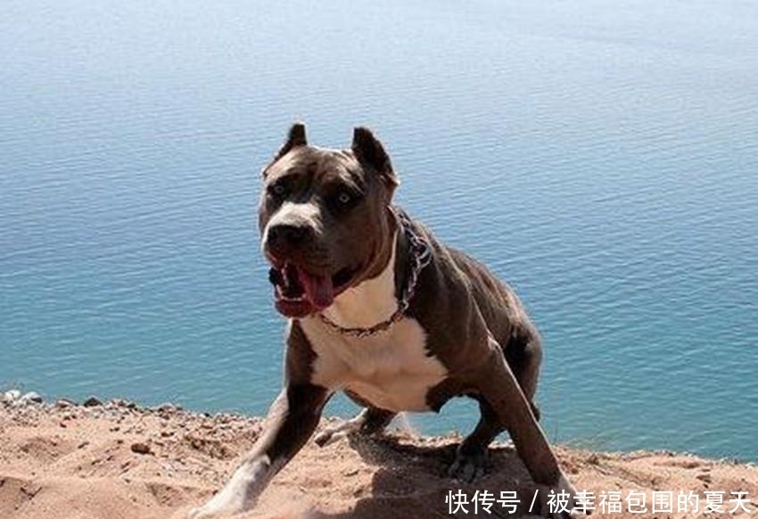 狮子|世上最凶恶的狗, 斗野牛、狮子、熊等超重级猛兽, 被咬基本没救了