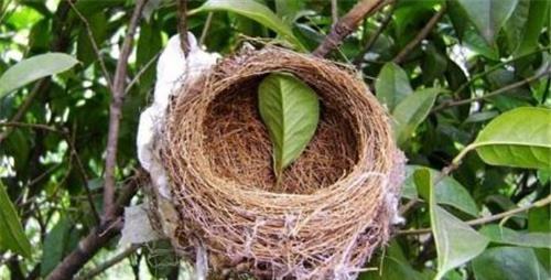  鸟蛋|全球最大鸟巢，重达2000斤却无人掏鸟蛋，当地人：你看里面住的谁