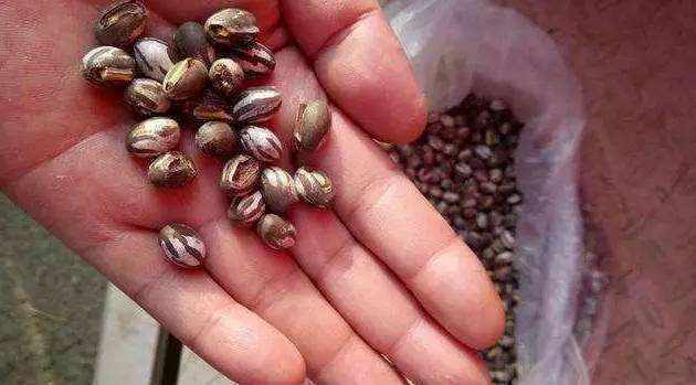 害虫|害虫“洋辣子”是什么为什么卖这么贵