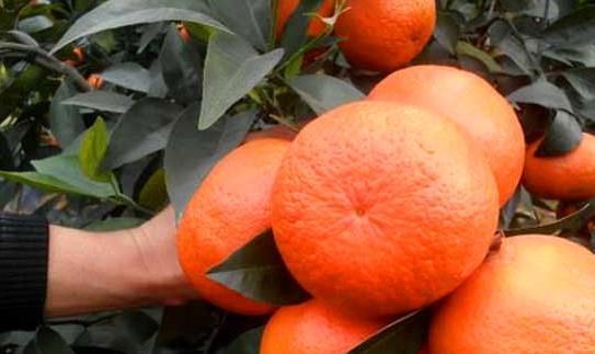  沃柑|生津止渴，降压降脂的沃柑，果农掌握几点管理来年大丰收沃柑
