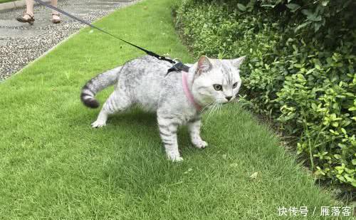  拉绳|猫能用拉绳吗？你知道如何正确溜猫吗？