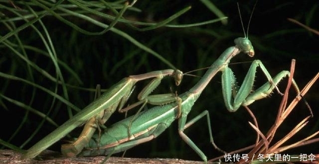  交配|为何螳螂交配“母的要吃掉公的”? 不是为了下一代, 我们都被骗了