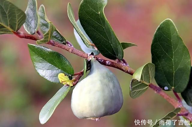 长相|它素有“鬼馒头”之称,长相奇特却含大量维生素,若遇见,莫害怕