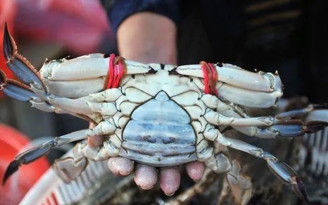 入味|蒸螃蟹时，直接上锅蒸就废了多加这1步，蟹肉鲜嫩入味不流黄