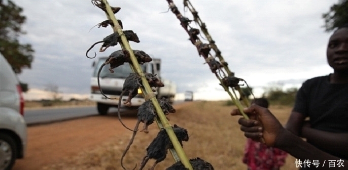 味道鲜美|在非洲流行的1种烧烤,味道鲜美,一串只要1美元,你敢吃吗?