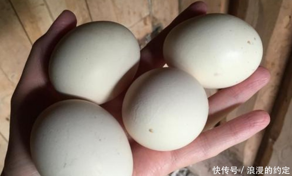 从来不|为什么鸡蛋被人拿走,母鸡从来不生气看完涨知识