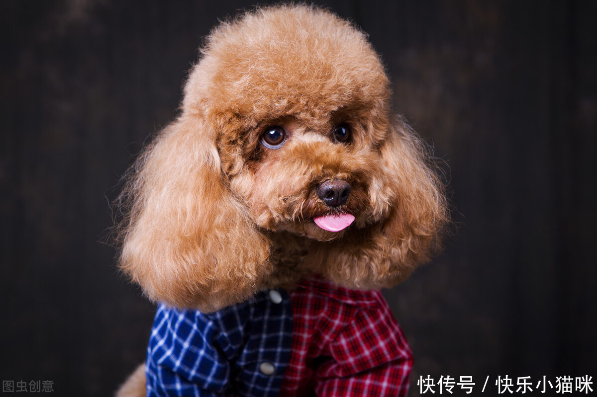  惩罚|总这样惩罚泰迪，你觉得你不会失去它吗？