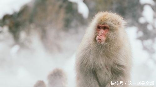 金猴|金猴人:接下100%有喜,请花一分钟接囍!千年等一回!