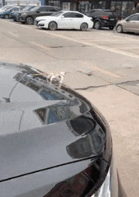  求生欲|搞笑GIF：这老鼠的求生欲还很强么