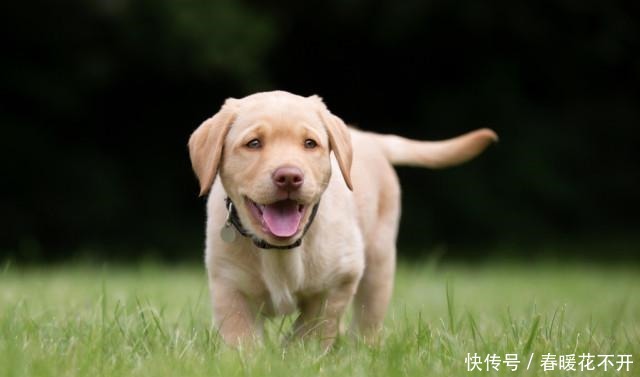 秘密|拉布拉多犬“舔人”的秘密,你还不知道吧!