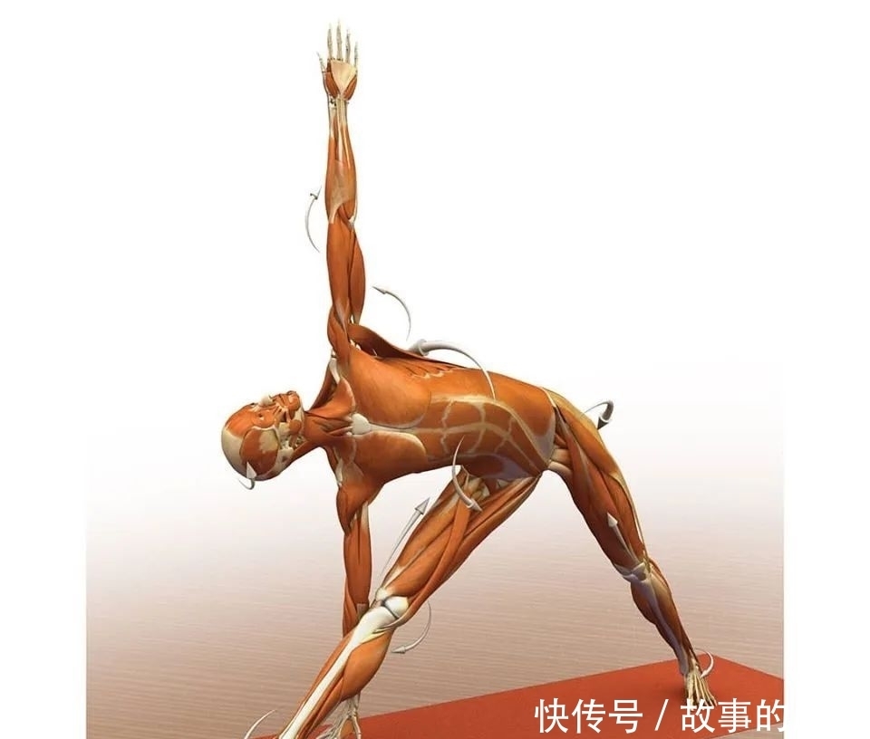  正位|28个常见瑜伽体式解剖图，正位、发力一目了然（收藏级！）