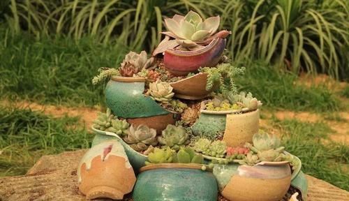 个个|他用菜坛子养多肉,1分不花又好看,个个壮得像白菜