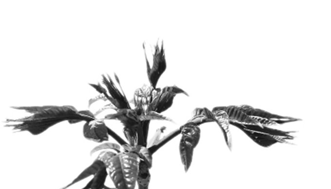 皇家|京东小村的皇家传说,乾隆与他的皇叔胤祉和它都有关系