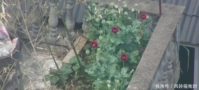  警方|松阳警方全力铲除罂粟！无人机变身铲毒“战斗机”