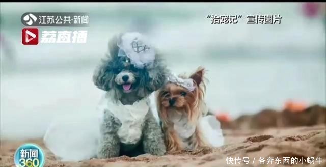 预付费|看着很美！“带着宠物去旅行”还可办预付费卡 充值容易退款难