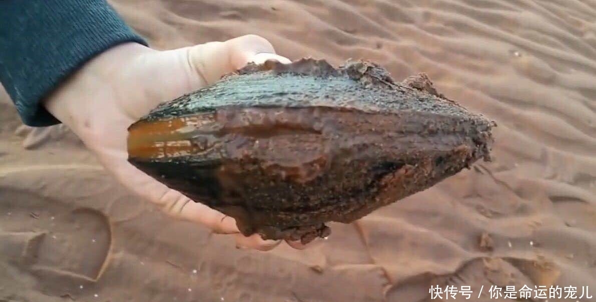 宝贝|男子海边看到洞就挖，顺着挖下去，全是“宝贝”可是赚大了