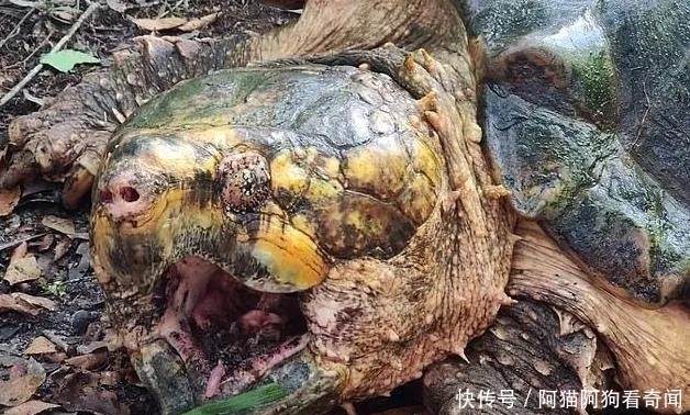 千克|佛罗里达州一小河出现三只巨大鳄龟,最大一只45千克,非常罕见