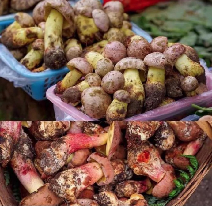 清醒|让人上瘾的毒蘑菇，中毒者出现幻觉却依然清醒，脑中有小人在跳舞