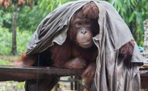 肿瘤|农村女子山里发现一长着“大肿瘤”还会动的树,上前查看双眼呆了