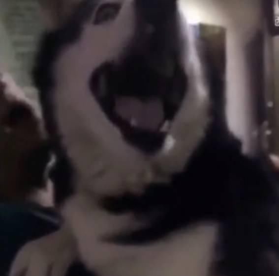  主人|带着哈士奇遛弯，碰到一只母狗后，二哈的表情亮了