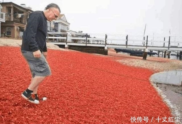 头疼|中国人终于头疼了!由于数量过多,不得不开着挖掘机“铲掉”