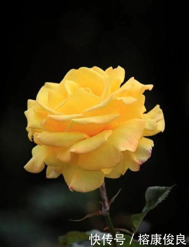 尊敬|孝道中的孝敬和孝顺