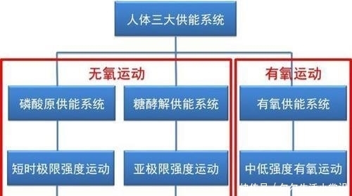  供能系统|辟谣：运动不到30分钟不会燃烧脂肪？别闹了，真相在这了