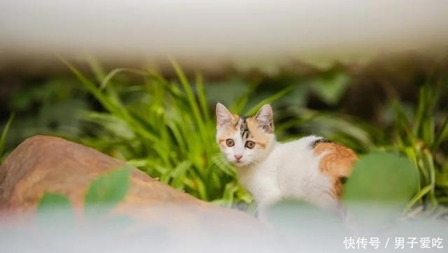  前来|观复猫天团上新，米麒麟前来报道啦