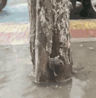  求生欲|搞笑GIF：这老鼠的求生欲还很强么