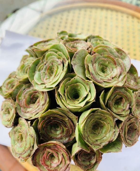 盆里|法师睡醒了，叶子伸展开了，盆里撒点缓释肥，侧芽呼呼爆不停