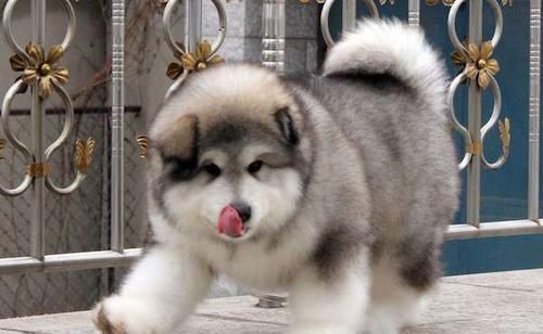 阿拉斯加|阿拉斯加宝宝组团开展「萌攻」圆滚滚模样一下就攻陷人心