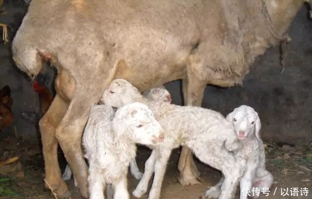 期是指母羊|如何管好繁殖母羊?提高受胎率、多胎多羔率和成活率!