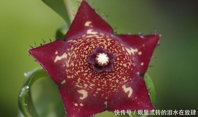 哪种|水果界的“李佳琦”,吃遍3000多种水果,哪种最好吃