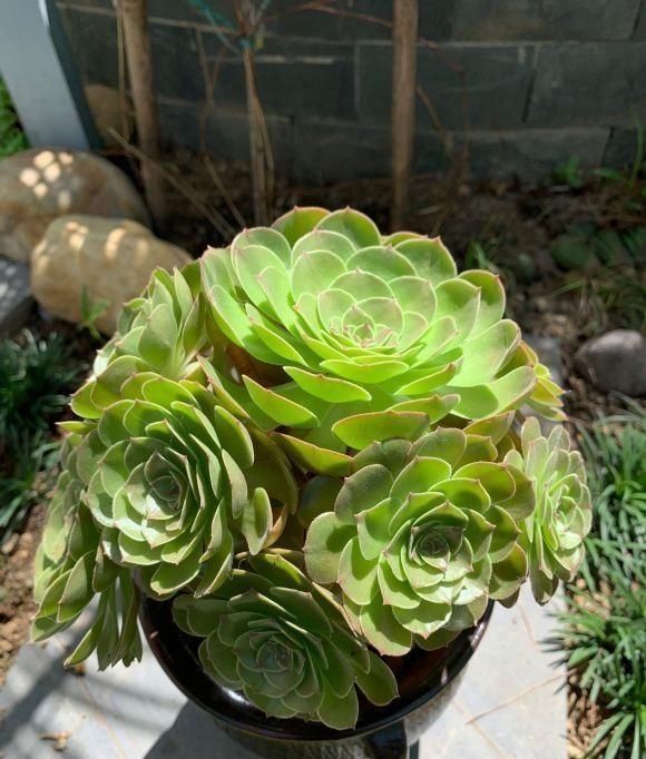 盆里|法师睡醒了，叶子伸展开了，盆里撒点缓释肥，侧芽呼呼爆不停